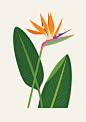 Plants — Sarah Abbott