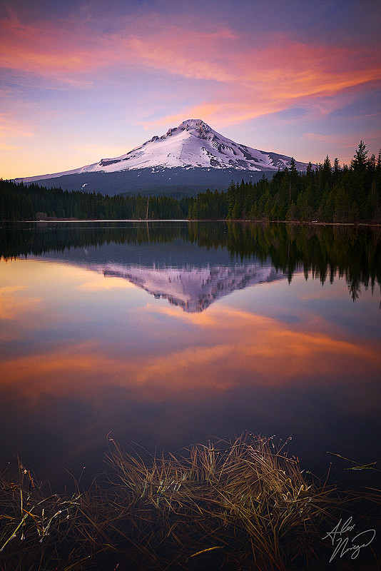 Photograph Trillium ...