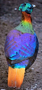 Himalayan Monal