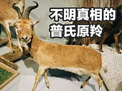 一个叫黄油相机的app把表情包业务做到了博物馆