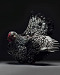 意大利摄影师Moreno@chicken_ph的摄影作品。他花了好几年的时间，亲自拜访了许多不同的地方，挑选了上百只不同类型的鸡，统统领回家里自己养着，然后拍摄了一系列关于鸡的摄影合集。