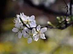春花烂漫640x480风景手机壁纸下载 | 风景 - 芒果唯美图片(mangowed.com)