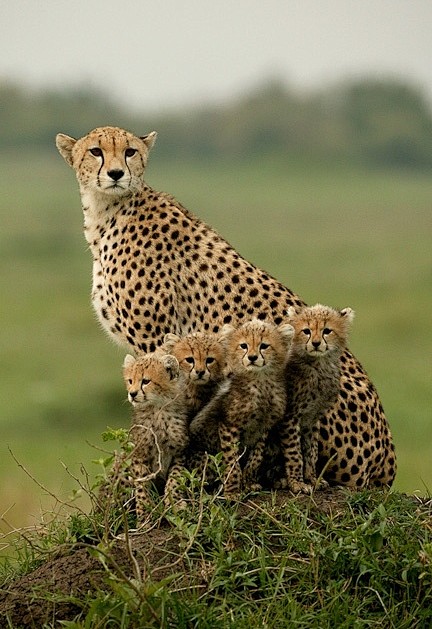 Mom and Cubs by Mich...