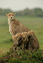 Mom and Cubs by Michel & Christine Denis