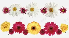白菊花 白菊花板报 元素 免抠png 设计图片 免费下载 页面网页 平面电商 创意素材