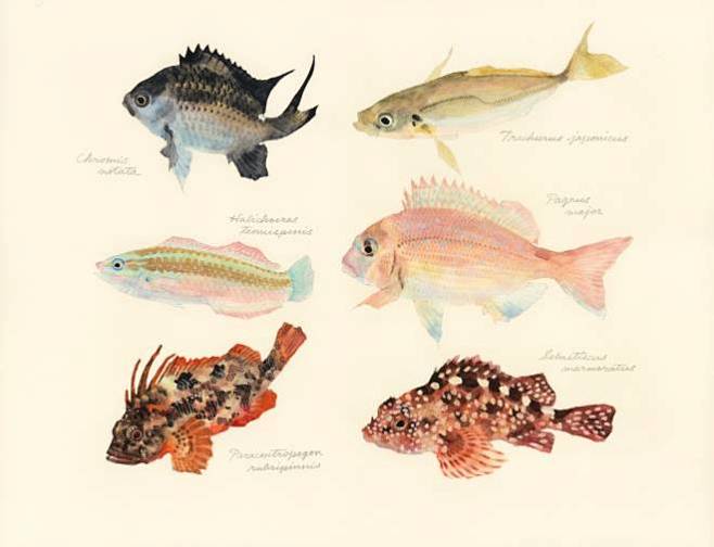 fish from wakayama m...