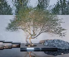 34鸡爪槭
