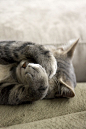 Shh! I'm sleeping!: 