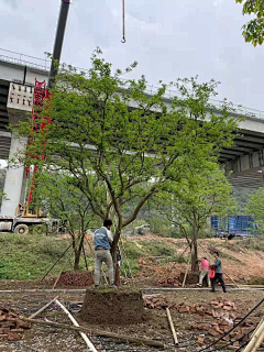 小屎球丶采集到植物