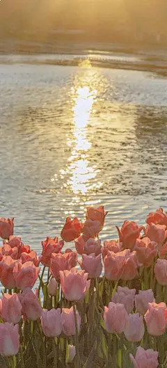 春天壁纸_治愈系海边鲜花唯美落日壁纸分享_1_祺祺_来自小红书网页版