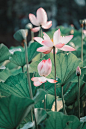 unsplash - lotus