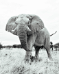 Monochrome Wildlife :: Behance