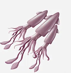 手绘卡通海鲜鱿鱼 美食 美食海报设计 元素 免抠png 设计图片 免费下载 页面网页 平面电商 创意素材