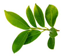 猫的觉悟采集到植物PNG