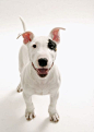 Bull Terrier