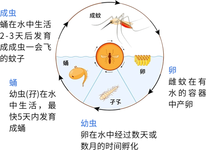 蚊子诞生示意图卵 雌蚊在有水的容器中产卵