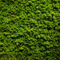 Moss texture | Plant texture, Green texture, Grass textures