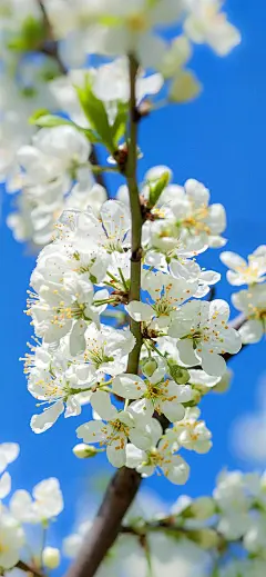 原图壁纸：一树梨花又开放-今日头条