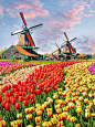 人生总要有个春天留给荷兰Keukenhof