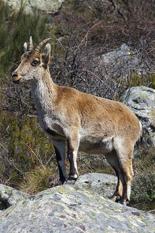 偶蹄目反刍亚目牛科羊亚科野山羊