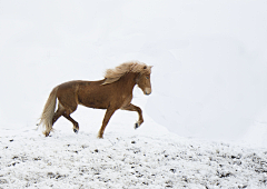 Michael-lianglion采集到Horses