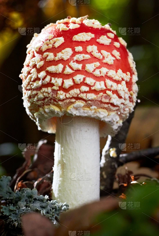 特写,毒蝇菇,橙色伞菌,伞形毒菌,自然,垂直画幅,秋天,无人,有毒生物体,斑点素材-花瓣网