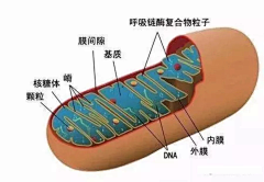 股内侧肌采集到细菌