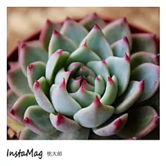 莹莹鲁的多肉名片