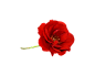 red_rose