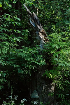 狐狸水晶糖采集到静