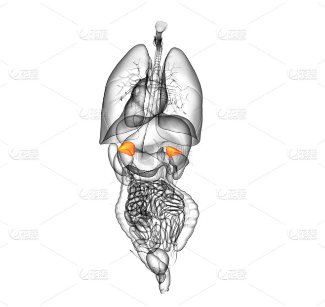 健康保健,三维图形,插画,脾脏,x光,水平画幅,人类消化系统,x光片