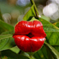 这是一个真正的花：热的嘴唇......亲切地称为胡克的嘴唇─九天麻，天麻─九与它的色彩鲜艳的红色花朵吸引了许多蝴蝶和蜂鸟授粉 。