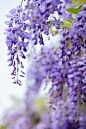 紫藤,垂直画幅,美,边框,无人,夏天,特写,部分,白色,植物