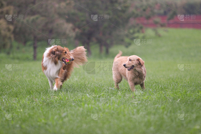 狗,牧羊犬,金毛寻回犬,苏格兰,美,粗毛柯利狗,幸福,水平画幅,小的,可爱的