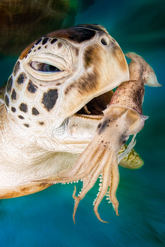 海龟吃东西好萌