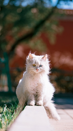 玻斯猫采集到灵