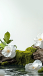 花瓣素材_植物系列实景感山茶花植物展台背景_194094914