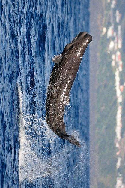 鲸目齿鲸亚目抹香鲸科抹香鲸属小抹香鲸