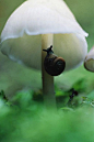 mushroom and snail