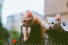 夏仙森采集到漂亮的猫