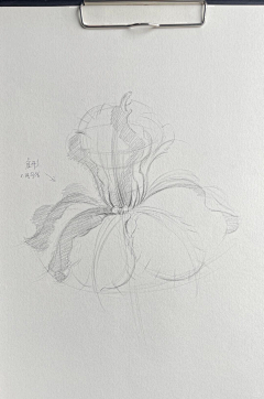 火锅浅析采集到速写——花草树木