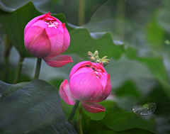 鲤素予白采集到荷花 莲花 参考