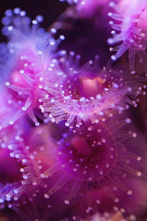 Pink Anemone