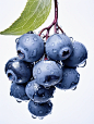 绘画素材1000集日更：新鲜的蓝莓