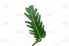 蕨类植物的叶子孤立在白色背景上作为设计元素