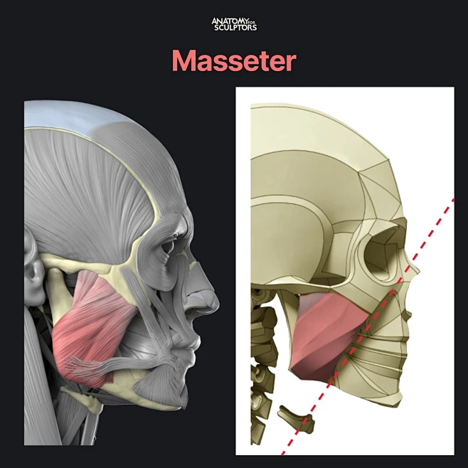The masseter by Anatomy For Sculptors-花瓣网