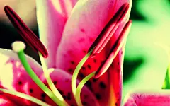 百合花(百年好合)花语壁纸桌面壁纸1