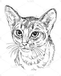 等雨停1234567890采集到线稿猫咪