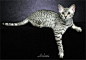 Egyptian Mau／埃及猫 　埃及猫这只充满野性美的小猫咪，是所有点状虎斑种的猫咪中，唯一不以人工繁殖，而是自然形成点状花样的猫种，埃及猫在古埃及当地笼罩着许多神秘的传说，被赋予浓厚的仙神色彩，人们认为埃及猫即是女神的分身。在此种神话的包装下，埃及猫的名声在民间中很快的远播出，再加上此猫种的体态动作极为优雅，如同女神般的崇高气质，更让它们受到人们的爱戴！

