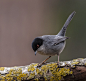 curuca by Juan Luis Garcia Moreno on 500px